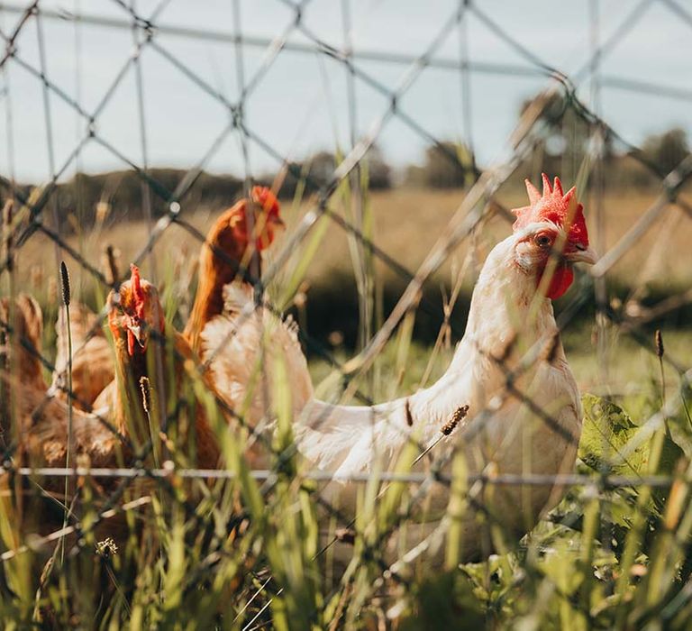 Shot of chickens roaming around The Ash Barton Estate wedding venue