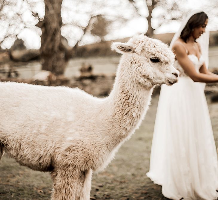 Two brides at petting the alpacas at their farm wedding venue in Herefordshire