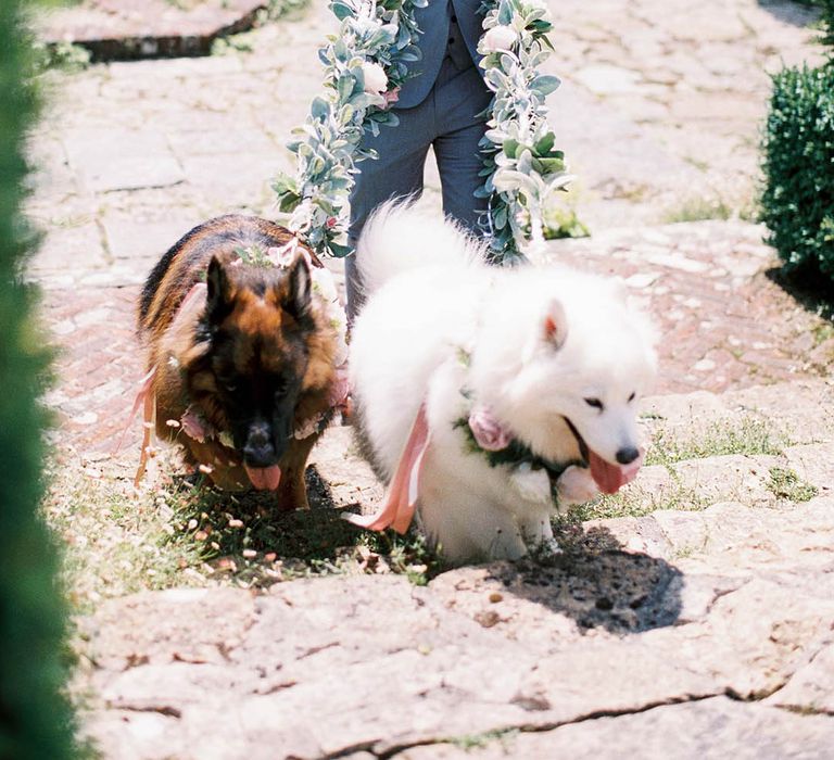 Dogs attend wedding both wearing floral collars being held on leads covered in foliage