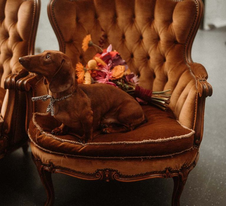 Sausage dog sitting on burnt orange crushed velvet armchair at German wedding 