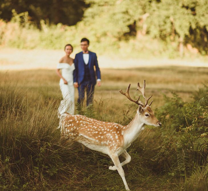 Deer at Pembroke Lodge, Richmond, London 