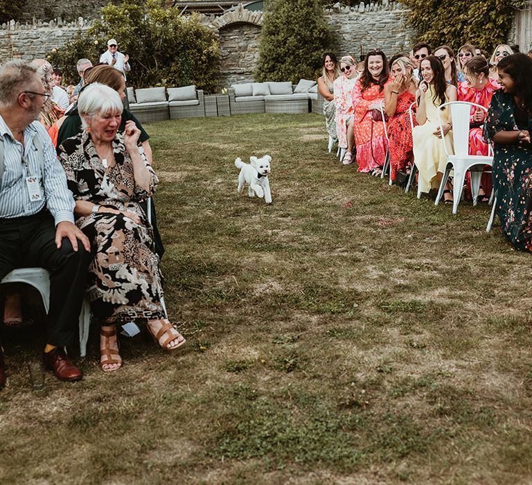 Pet dog runs down the aisle as ring bearer 