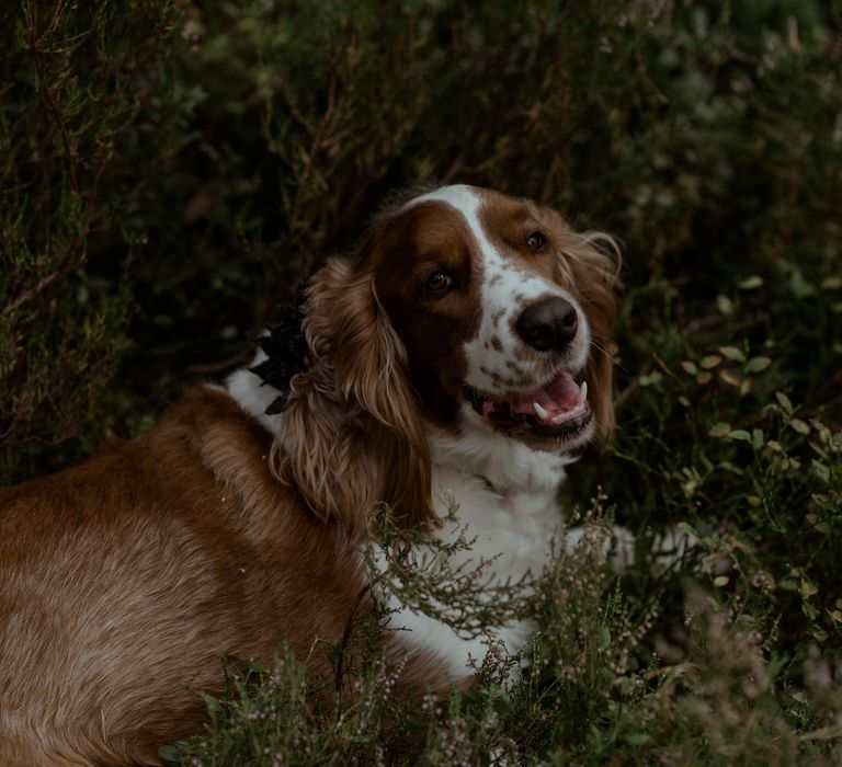 Spaniel in the woodlands during Scottish elopement