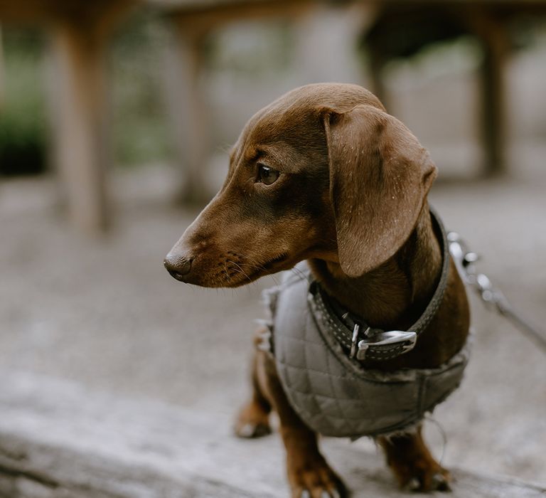 dachshund in a quilted dog wedding outfit 