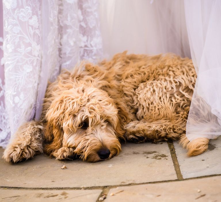 The couple's pet dog lays on the floor between them after being their ring bearer 