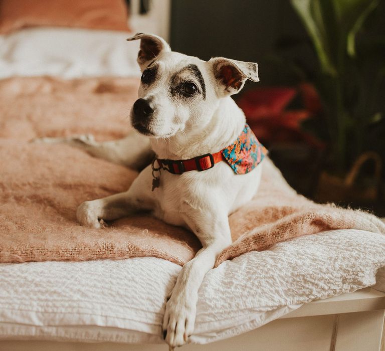 Pet dog on wedding morning in floral harness 