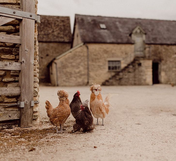 Chickens roam outdoors at Oxleaze Barn 