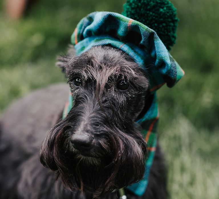 Scotty dog in a blue and green tartan beret 