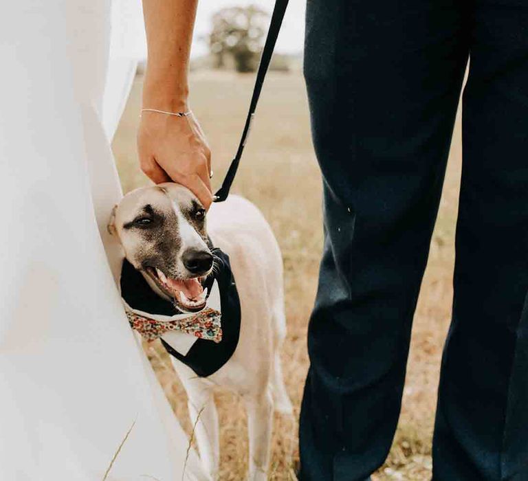 Pet dog Bertie the Whippet at wedding