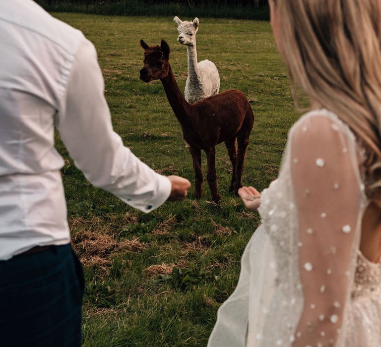 Bride in open back long mesh sleeve wedding dress and flower crown and groom in white shirt hold out hands to two llamas during outdoor wedding reception