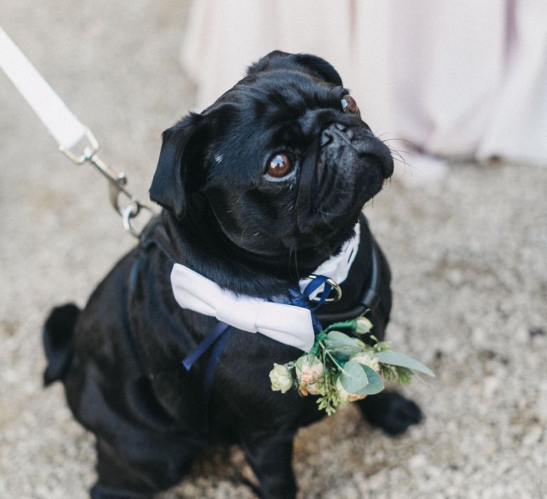 Black pug in a white bow tie and flower collar at Syon Park wedding 