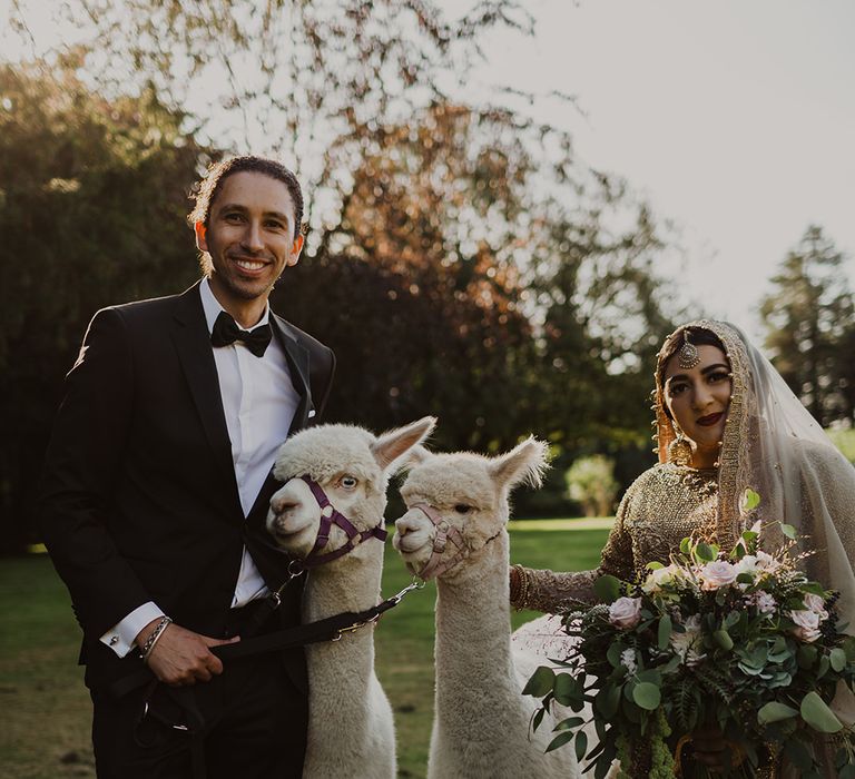 Bride and groom with Llamas 