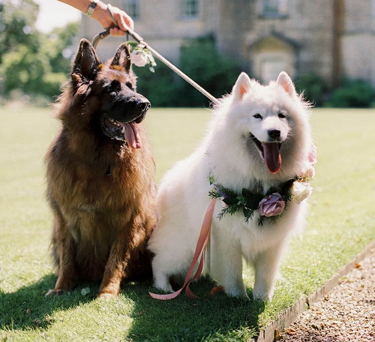 Couples dogs attend wedding as one wears floral collar 