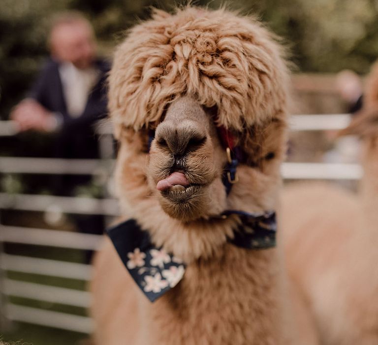 Alpaca outdoors wearing floral bow tie at Oxleaze Barn