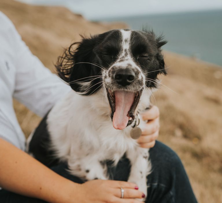 Dog at Durdle door engagement photo shoot 