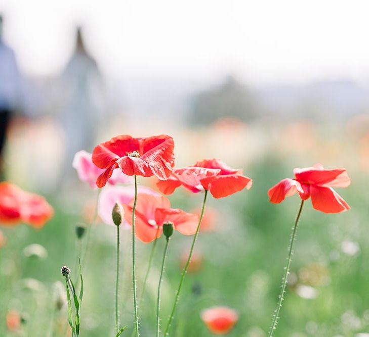 Red poppies in a field at Garthmyl Hall country house wedding wedding 