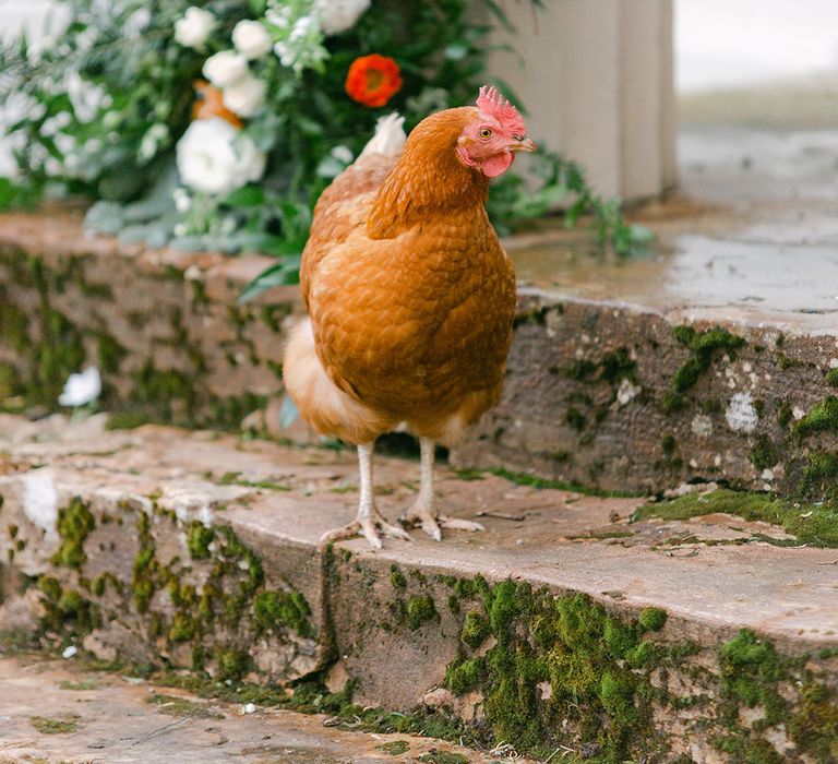 red hen on the steps at Holesfoot 