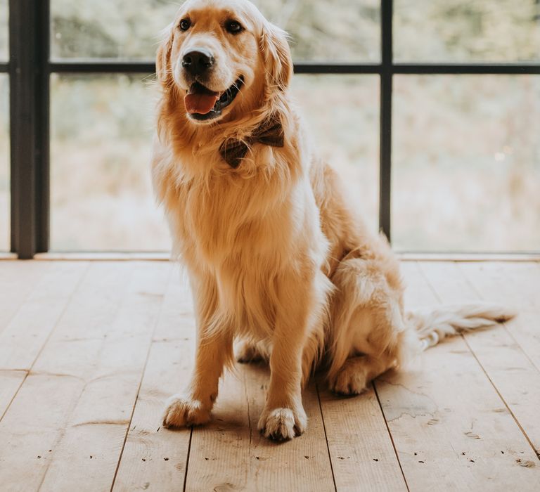 Golden retriever in bow tie sits by window at barn wedding reception 