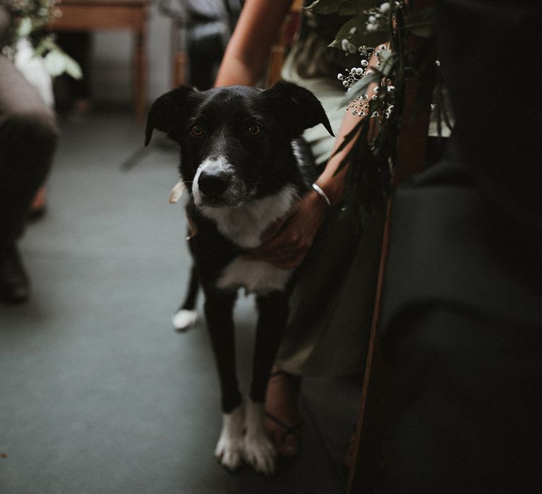 Bride & grooms dog at Treseren wedding venue 