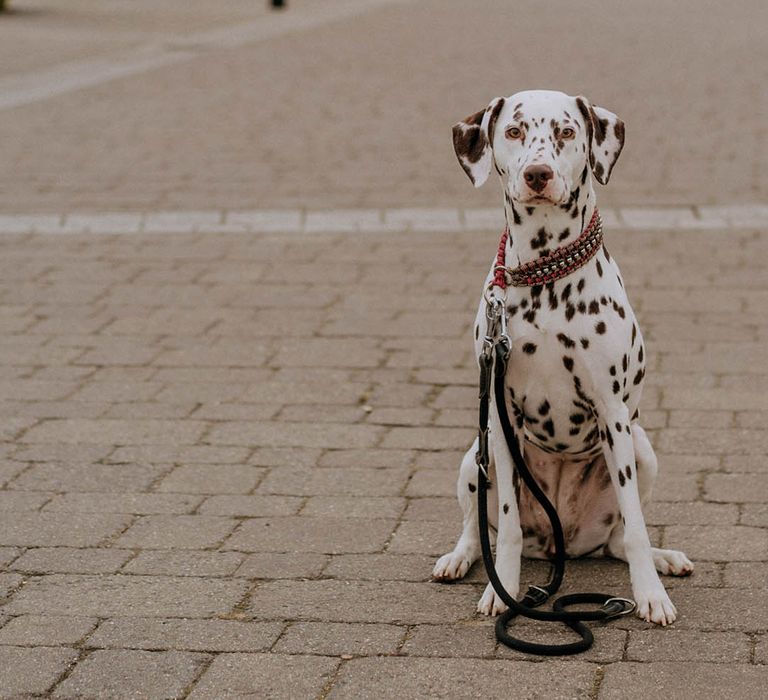 Dalmatian with multicoloured collar and black lead in the streets of London 