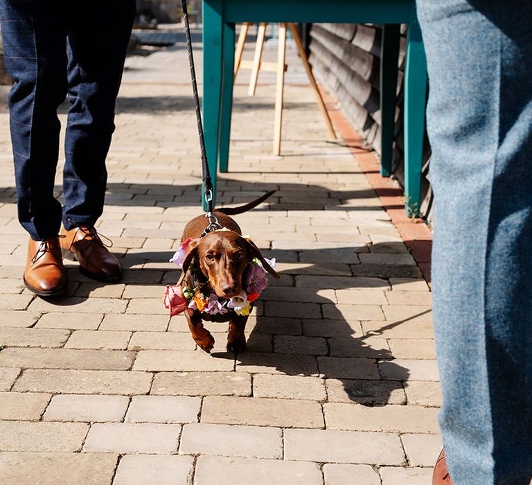 Sausage dog with flower collar 