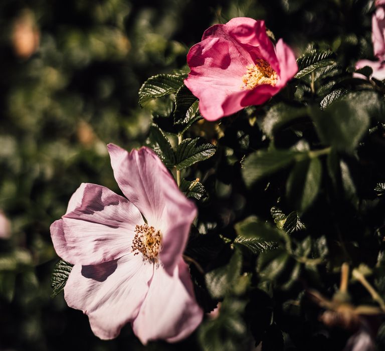 Bright pink flowers outside surrounded by green foliage