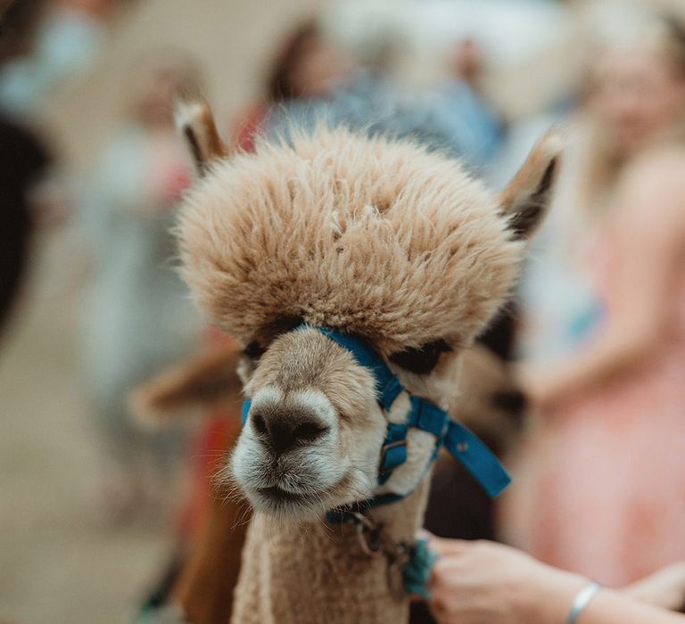 Alpaca at the John Muir Alpacas farm 