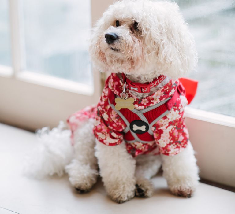 Bichon Frise dog at Hindu wedding with patterned outfit 