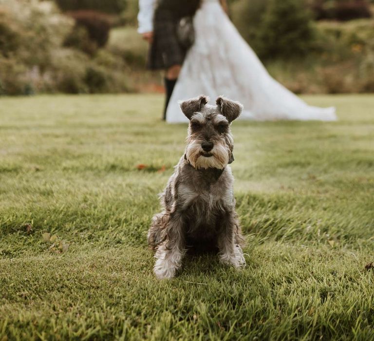 Miniature schnauzer puppy sitting in front of couple - pets at weddings 