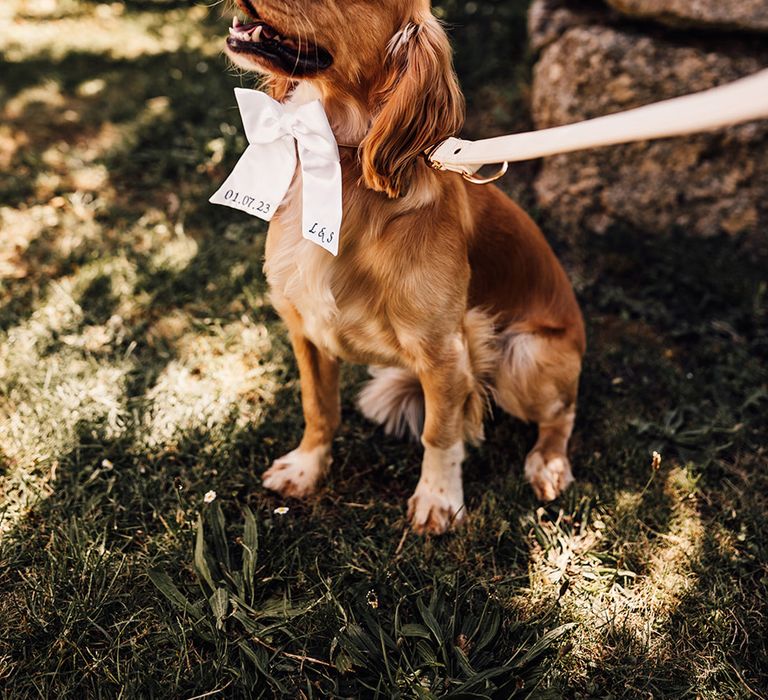 golden spaniel pet dog with a personalised box collar at sennen cove wedding