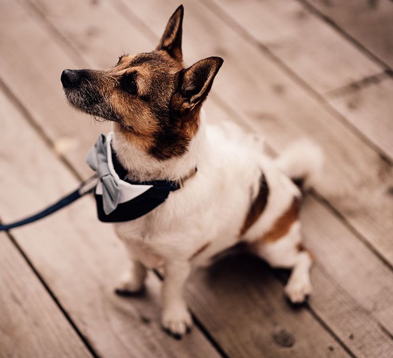 Dog in bowtie at wedding in Cheshire