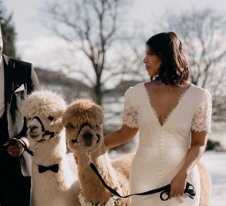 Groom in classic black tuxedo, black bowtie and white pocket square and bride in v neck short sleeve wedding dress with button detailing posing with two wedding alpacas, one with a bowtie and the other in a white rose garland 