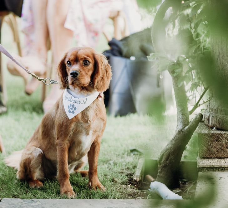 Small brown spaniel with bridesmaid neckerchief