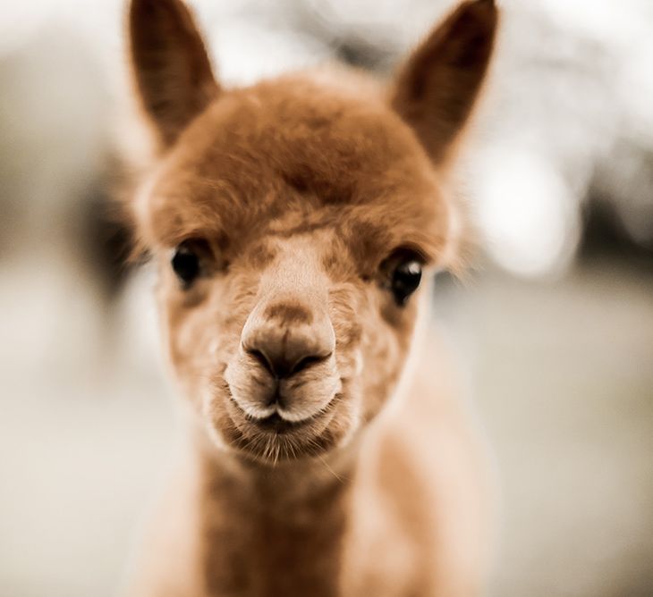 alpaca at farm wedding venue 