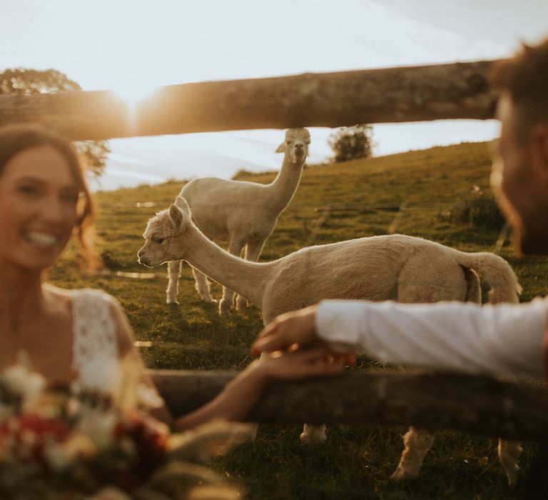 Bride in lace wedding dress and veil sits holding hands with groom in waistcoat as they sit next to llama field during golden hour