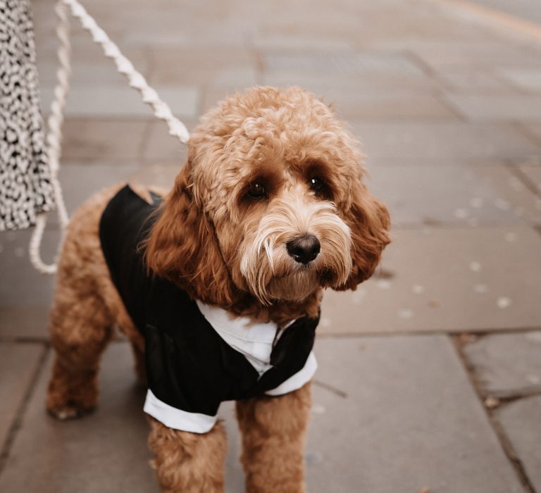 Dog wears tuxedo on wedding day for surprise wedding dog wedding outfit ideas