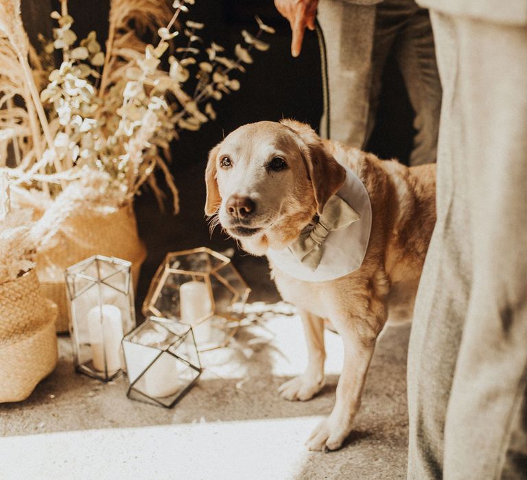 Labrador with white neckerchief and sage green bow tie stands next to woven baskets full of pampas grass and dried leaves and candleholders before wedding at Anran Devon