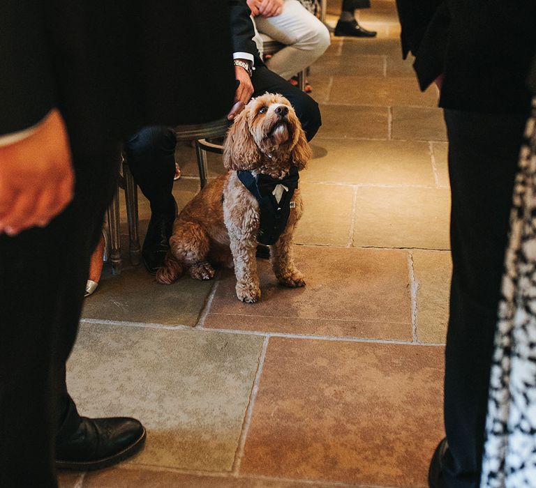 Pet dog of the bride and groom wearing a black tux dog wedding outfit 