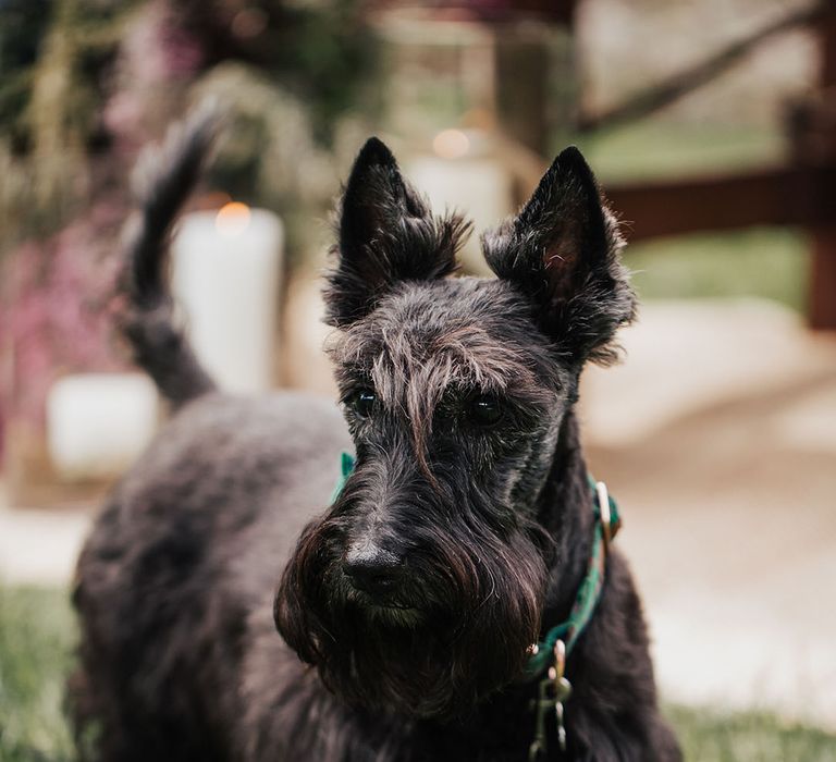 Black Scotty dog with green collar 