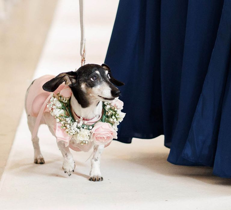 Dog ring barer walks down the aisle with a floral collar 