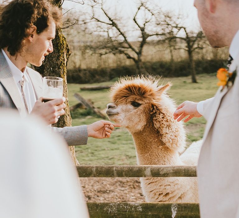 Wedding guests stroke farm animals at the wedding venue 