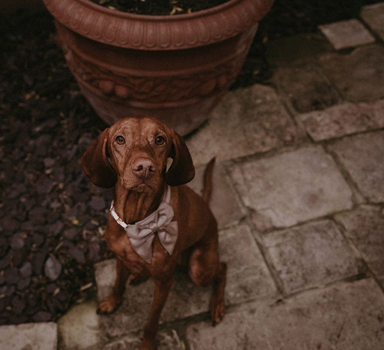 Cute brown dog in a dusky pink bow tie at home wedding 