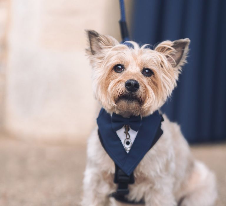 Pet dog in bow tie harness for the wedding at Stratton Court Barn Bicester 