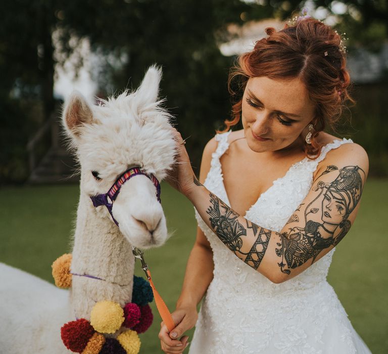 bride with tattoos stroking an alpaca wearing a pompom collar 