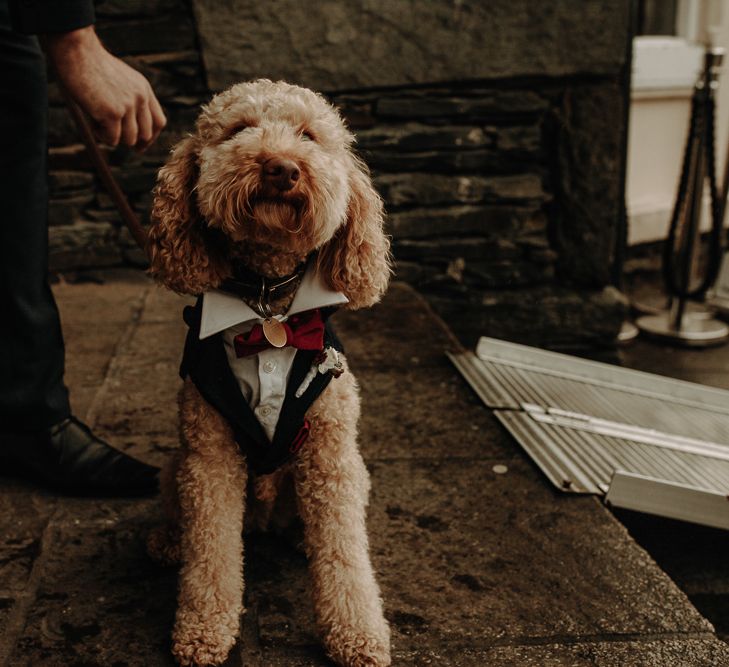 Cockapoo tuxedo dog wedding outfit idea 