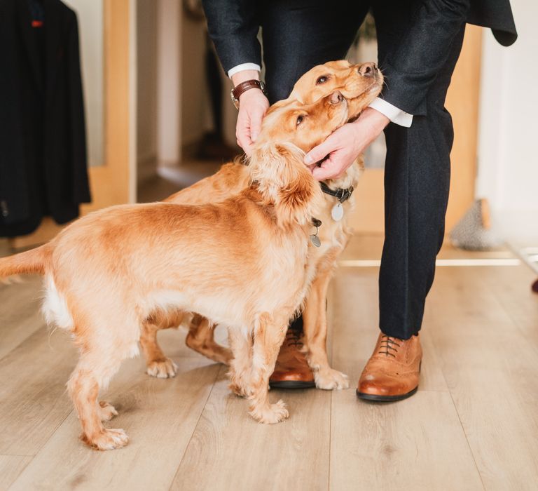 Two golden spaniels receiving cuddles