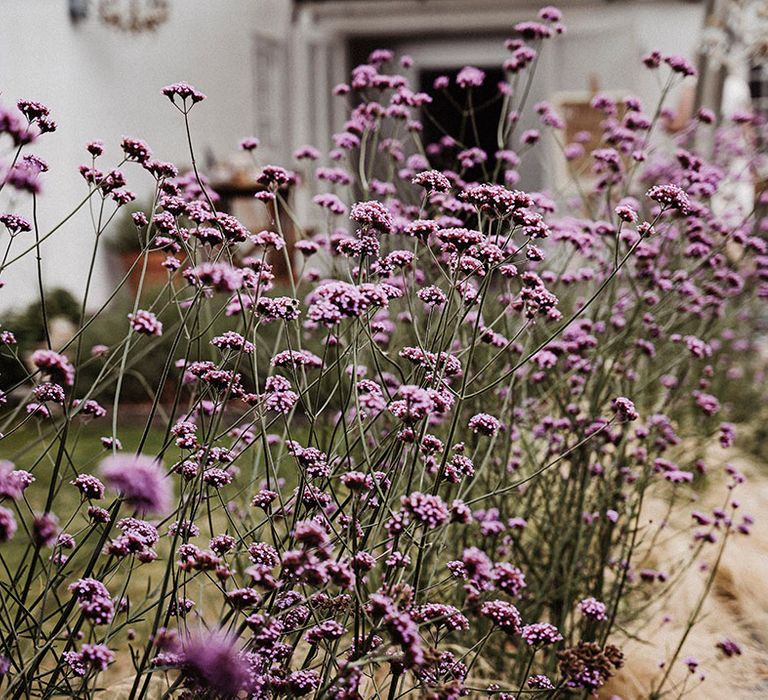 Purple wildflowers at the Treseren wedding venue based in Cornwall