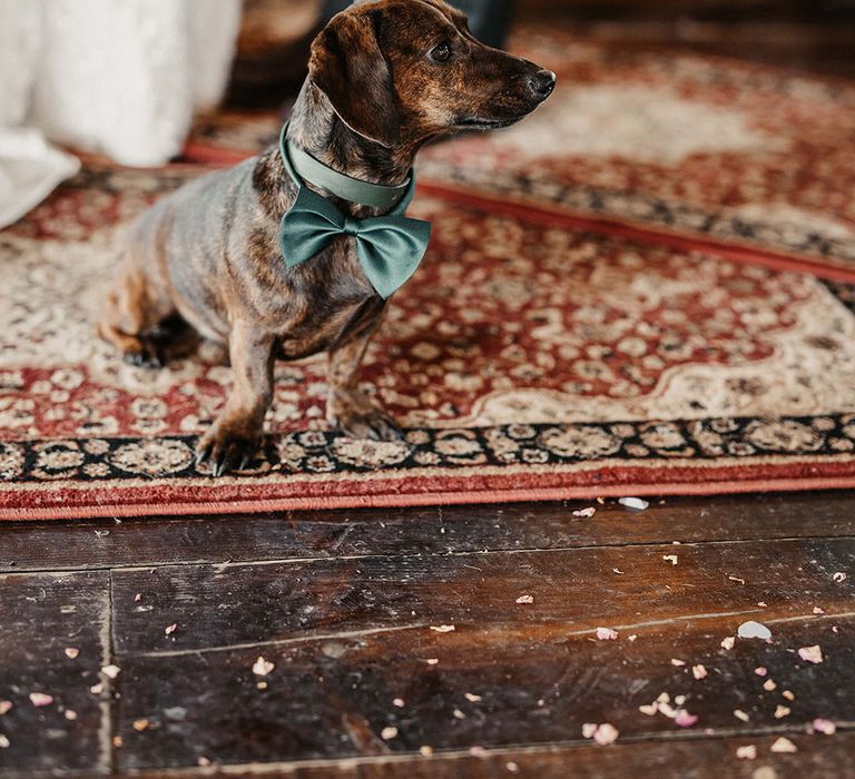 Sausage dog wears green bow-tie 