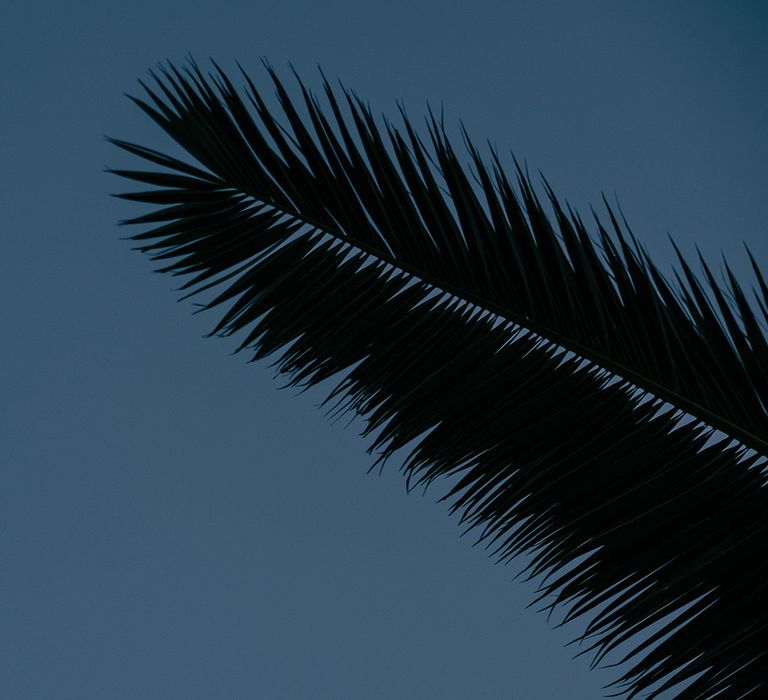 Palm tree in front of blue sky in Santorini 