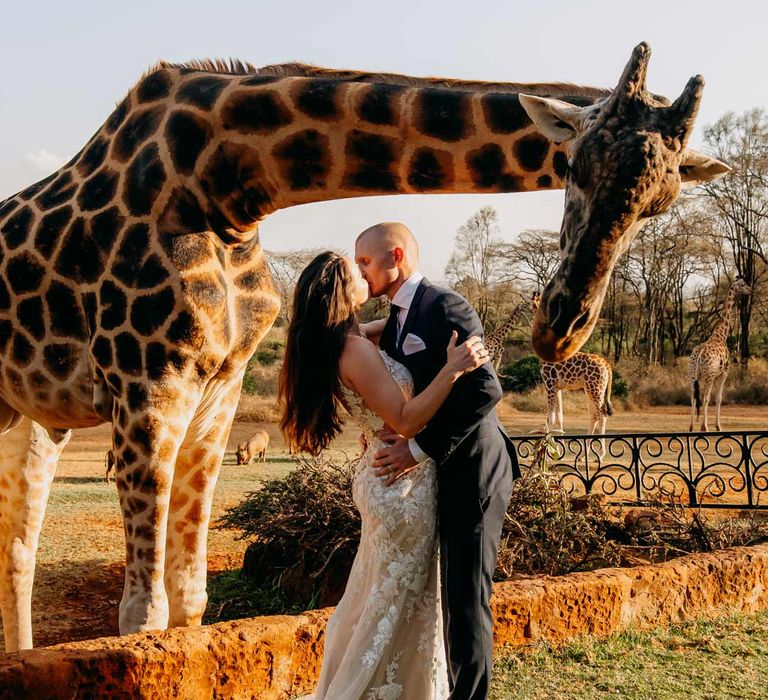 Bride in lace sleeveless wedding dress with puddle train kissing groom in classic black grooms suit with white pocket square with giraffe in the background at intimate elopement ceremony at Giraffe Manor wedding venue in Kenya, East Africa 